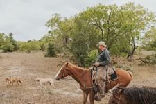 Gathering Cattle on the Lazy F Guest Ranch in Texas
