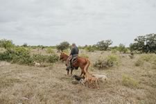 Gathering Cattle on the Lazy F Guest Ranch in Texas
