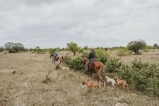Gathering Cattle on the Lazy F Guest Ranch in Texas