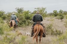 Gathering Cattle on the Lazy F Guest Ranch in Texas