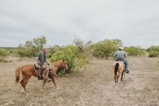 Gathering Cattle on the Lazy F Guest Ranch in Texas