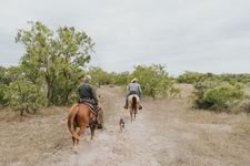 Gathering Cattle on the Lazy F Guest Ranch in Texas