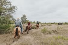 Gathering Cattle on the Lazy F Guest Ranch in Texas