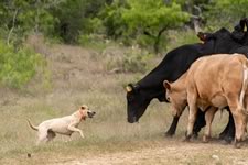Gathering Cattle on the Lazy F Guest Ranch in Texas