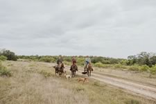 Gathering Cattle on the Lazy F Guest Ranch in Texas
