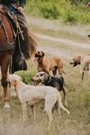 Gathering Cattle on the Lazy F Guest Ranch in Texas