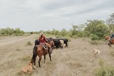 Gathering Cattle on the Lazy F Guest Ranch in Texas