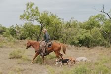 Gathering Cattle on the Lazy F Guest Ranch in Texas