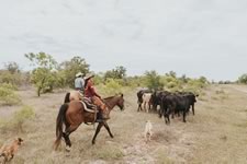 Gathering Cattle on the Lazy F Guest Ranch in Texas