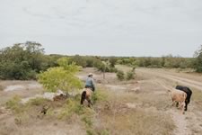 Gathering Cattle on the Lazy F Guest Ranch in Texas