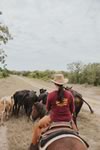 Gathering Cattle on the Lazy F Guest Ranch in Texas