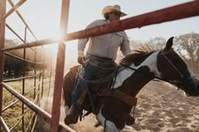 Gathering Cattle on the Lazy F Guest Ranch in Texas