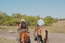 Gathering Cattle on the Lazy F Guest Ranch in Texas