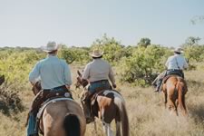 Gathering Cattle on the Lazy F Guest Ranch in Texas