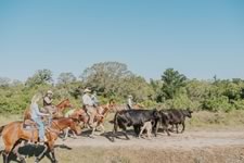 Gathering Cattle on the Lazy F Guest Ranch in Texas