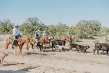 Gathering Cattle on the Lazy F Guest Ranch in Texas