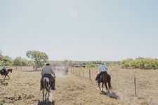 Gathering Cattle on the Lazy F Guest Ranch in Texas