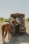 Gathering Cattle on the Lazy F Guest Ranch in Texas