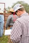 Working Cattle on the Lazy F Guest Ranch in Texas