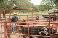 Working Cattle on the Lazy F Guest Ranch in Texas