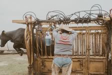 Working Cattle on the Lazy F Guest Ranch in Texas