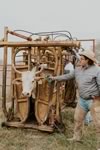 Working Cattle on the Lazy F Guest Ranch in Texas