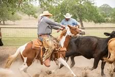 Working Cattle on the Lazy F Guest Ranch in Texas