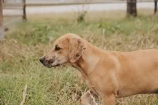 Working Cattle on the Lazy F Guest Ranch in Texas