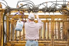 Working Cattle on the Lazy F Guest Ranch in Texas