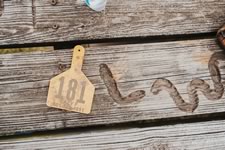 Working Cattle on the Lazy F Guest Ranch in Texas