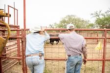 Working Cattle on the Lazy F Guest Ranch in Texas