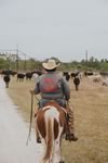 Working Cattle on the Lazy F Guest Ranch in Texas