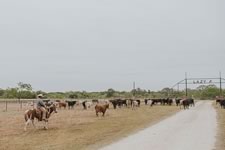 Working Cattle on the Lazy F Guest Ranch in Texas