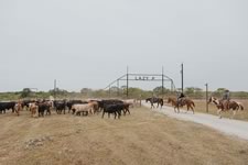 Working Cattle on the Lazy F Guest Ranch in Texas
