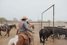 Working Cattle on the Lazy F Guest Ranch in Texas