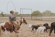 Working Cattle on the Lazy F Guest Ranch in Texas