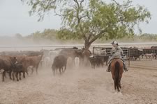 Working Cattle on the Lazy F Guest Ranch in Texas