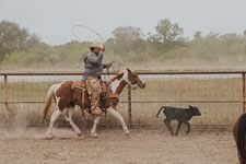 Working Cattle on the Lazy F Guest Ranch in Texas