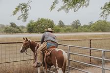Working Cattle on the Lazy F Guest Ranch in Texas